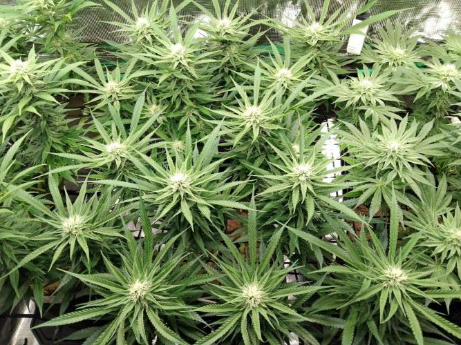 Organi-Matrix : Project "Phoenix Effect". Week 4 - Blackberry Moonrocks