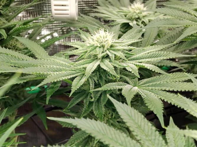 Organi-Matrix : Project "Phoenix Effect". Week 4 - Orange Cream Pop