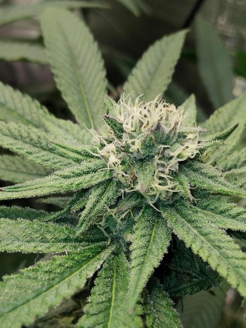 Organi-Matrix : Project "Phoenix Effect". Week 4 - Apple Betty