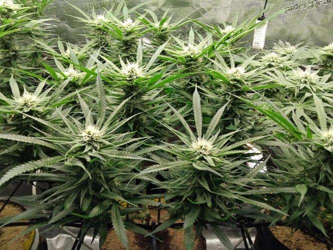 Organi-Matrix : Project "Phoenix Effect". Week 4 - Blackberry Moonrocks