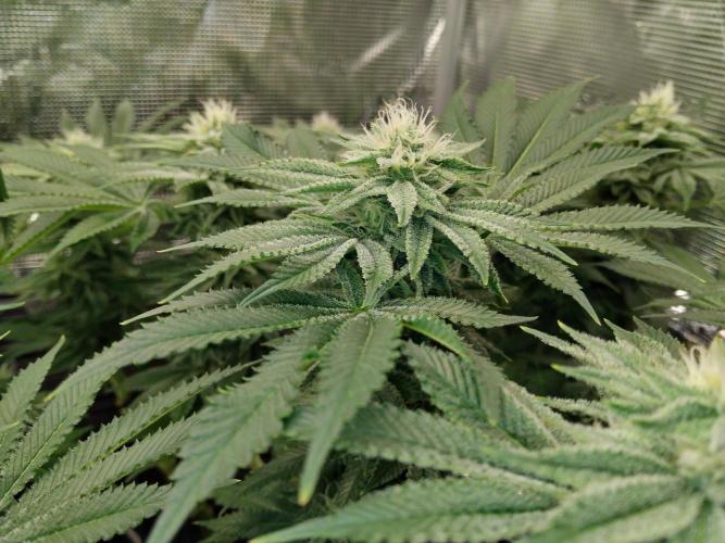 Organi-Matrix : Project "Phoenix Effect". Week 4 - Orange Cream Pop