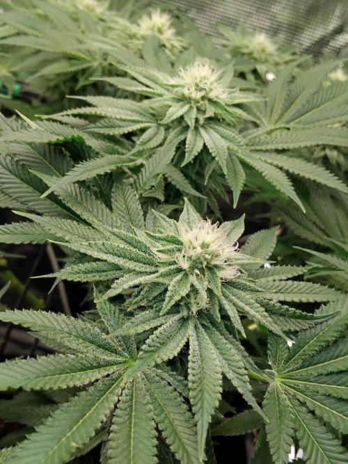 Organi-Matrix : Project "Phoenix Effect". Week 4 - Orange Cream Pop