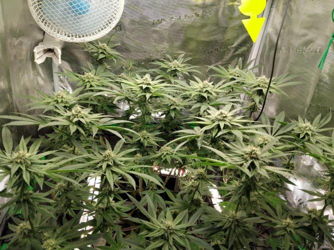 Organi-Matrix : Project "Phoenix Effect". Week 4 - Apple Betty