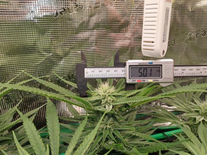 Organi-Matrix : Project "Phoenix Effect". Week 4 - Blackberry Moonrocks