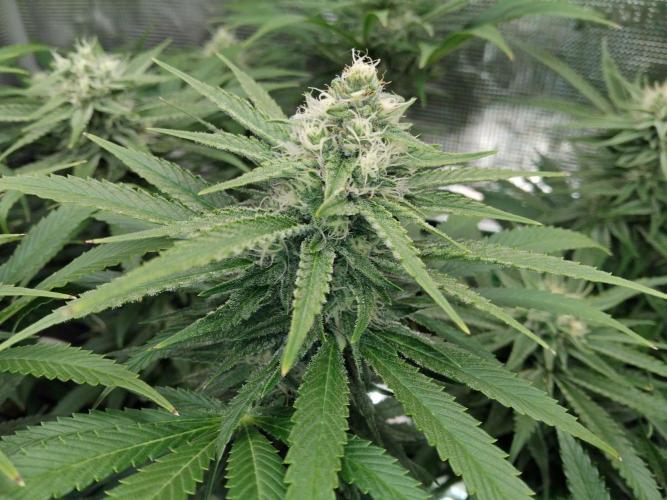 Organi-Matrix : Project "Phoenix Effect". Week 5 - Mandarin Thuggee