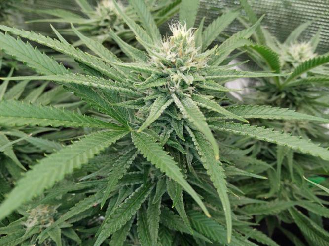 Organi-Matrix : Project "Phoenix Effect". Week 5 - Blackberry Moonrocks