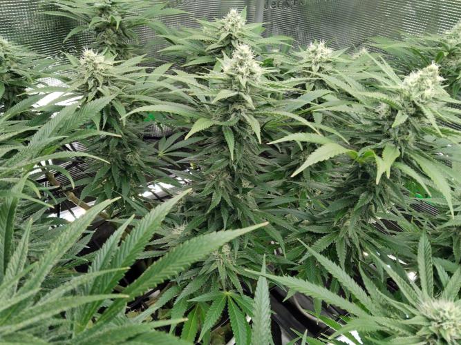 Organi-Matrix : Project "Phoenix Effect". Week 5 - Mandarin Thuggee