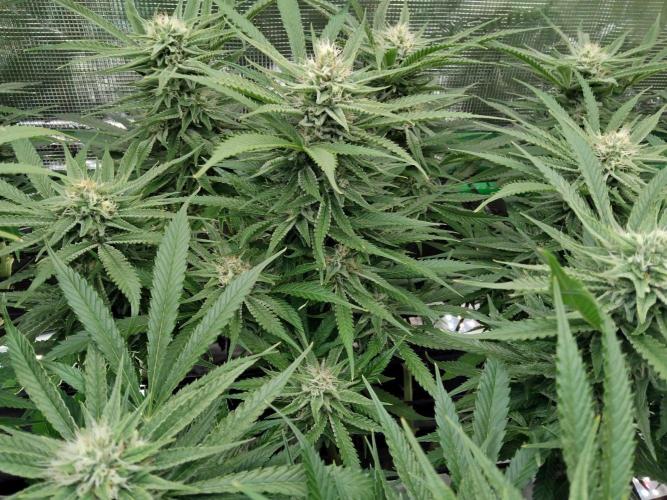 Organi-Matrix : Project "Phoenix Effect". Week 5 - Blackberry Moonrocks