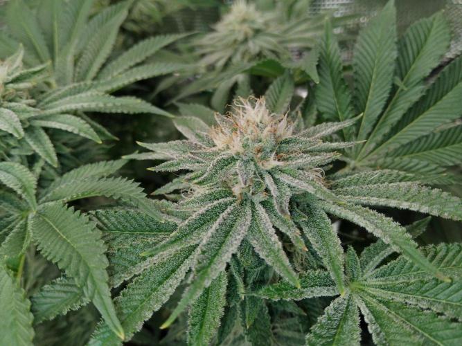 Organi-Matrix : Project "Phoenix Effect". Week 5 - Orange Cream Pop