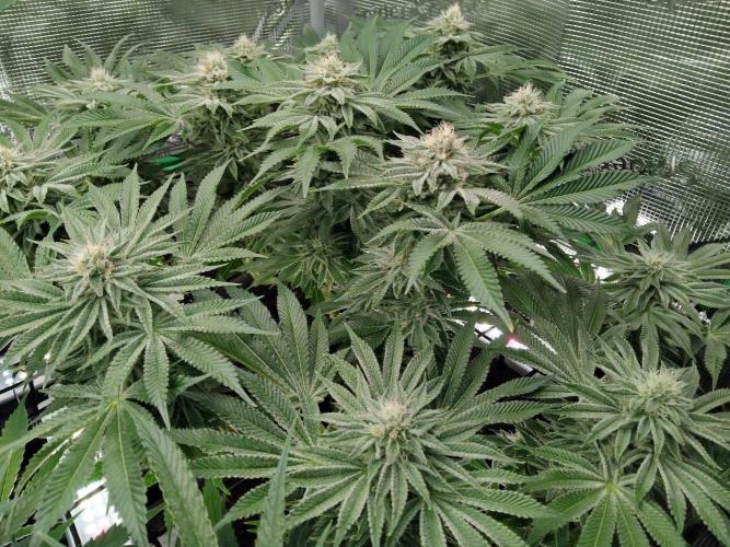 Organi-Matrix : Project "Phoenix Effect". Week 5 - Orange Cream Pop