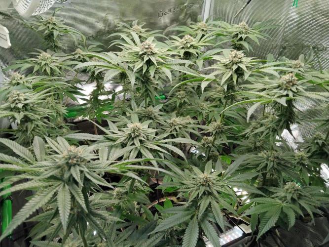 Organi-Matrix : Project "Phoenix Effect". Week 5 - Apple Betty
