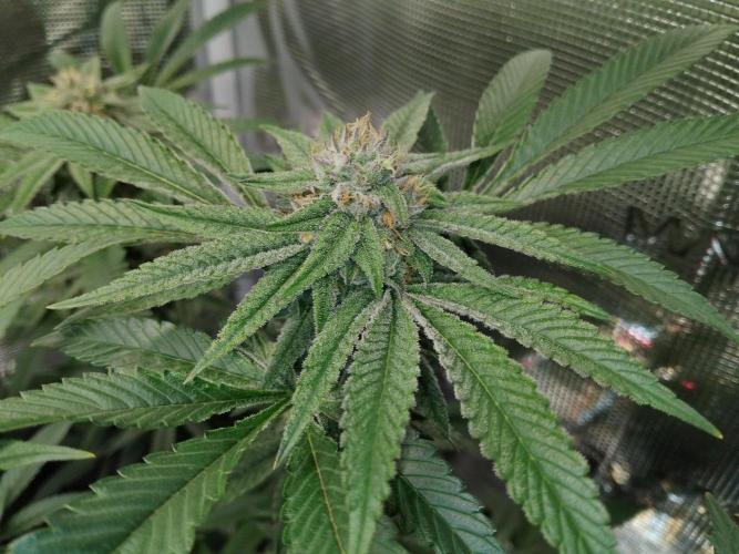 Organi-Matrix : Project "Phoenix Effect". Week 5 - Apple Betty