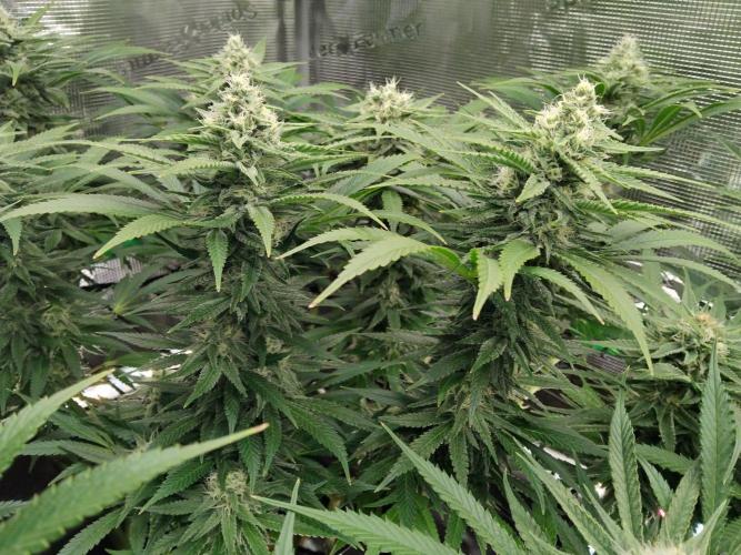 Organi-Matrix : Project "Phoenix Effect". Week 5 - Mandarin Thuggee