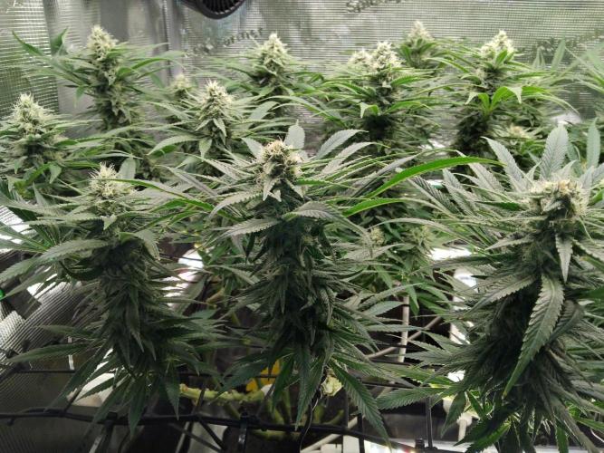 Organi-Matrix : Project "Phoenix Effect". Week 5 - Mandarin Thuggee