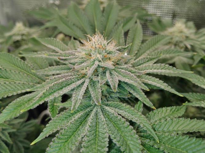 Organi-Matrix : Project "Phoenix Effect". Week 5 - Orange Cream Pop