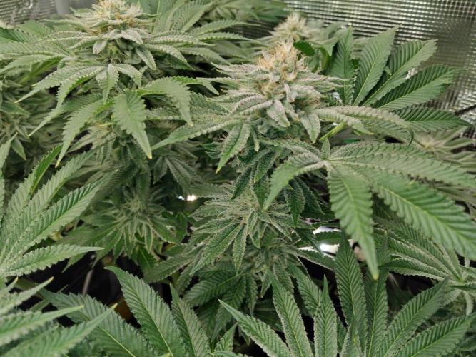 Organi-Matrix : Project "Phoenix Effect". Week 5 - Orange Cream Pop