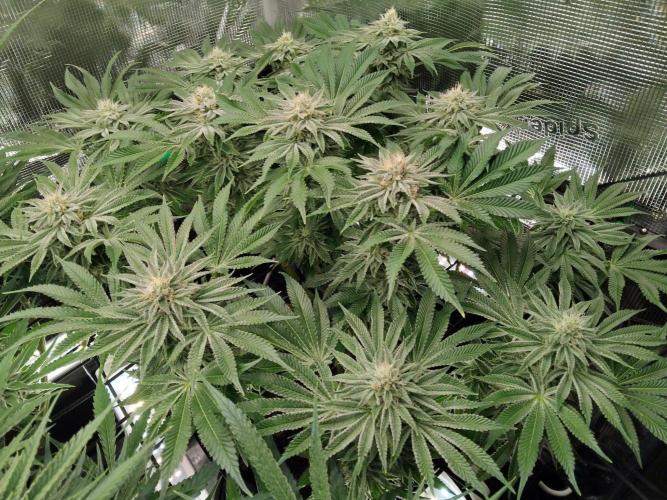 Organi-Matrix : Project "Phoenix Effect". Week 5 - Orange Cream Pop