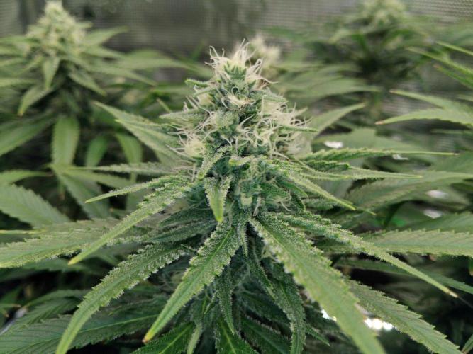 Organi-Matrix : Project "Phoenix Effect". Week 5 - Mandarin Thuggee