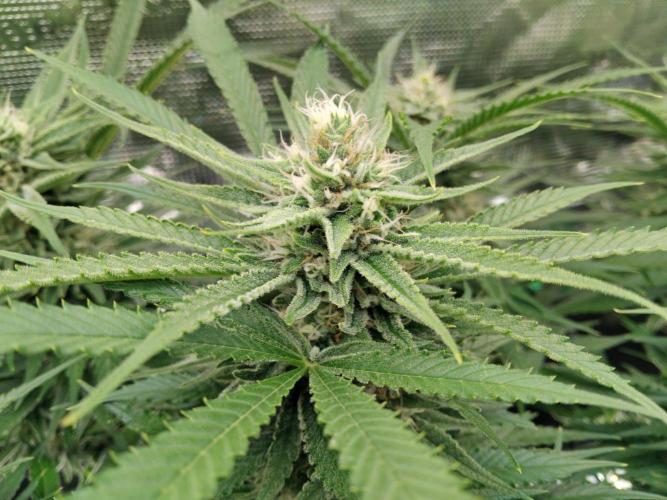 Organi-Matrix : Project "Phoenix Effect". Week 5 - Blackberry Moonrocks