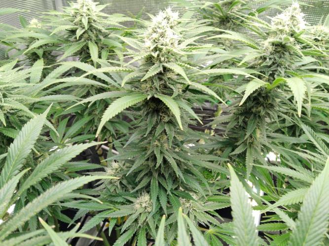 Organi-Matrix : Project "Phoenix Effect". Week 5 - Mandarin Thuggee