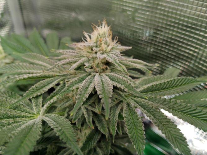 Organi-Matrix : Project "Phoenix Effect". Week 5 - Orange Cream Pop