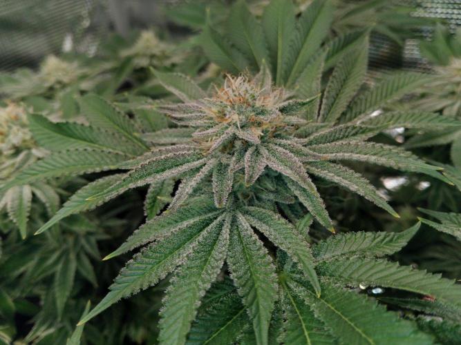 Organi-Matrix : Project "Phoenix Effect". Week 5 - Orange Cream Pop