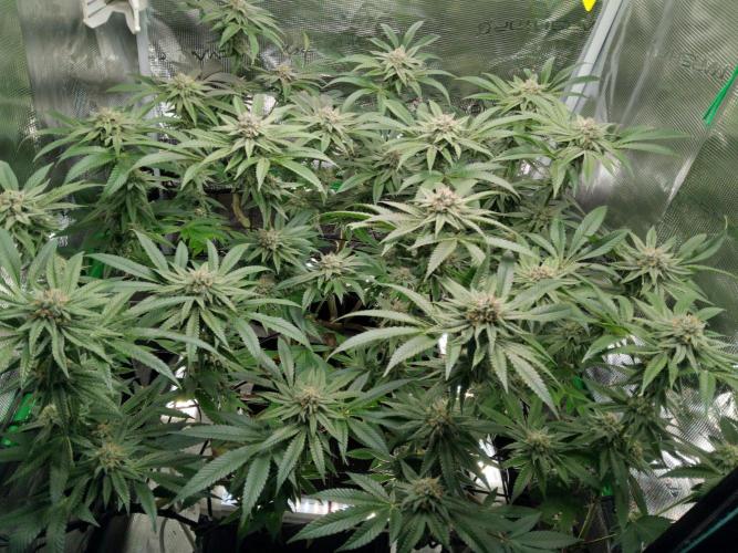 Organi-Matrix : Project "Phoenix Effect". Week 5 - Apple Betty