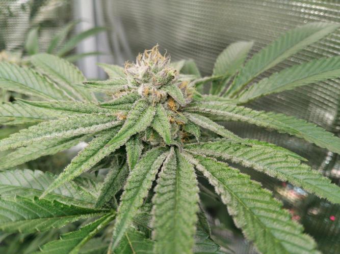 Organi-Matrix : Project "Phoenix Effect". Week 5 - Apple Betty