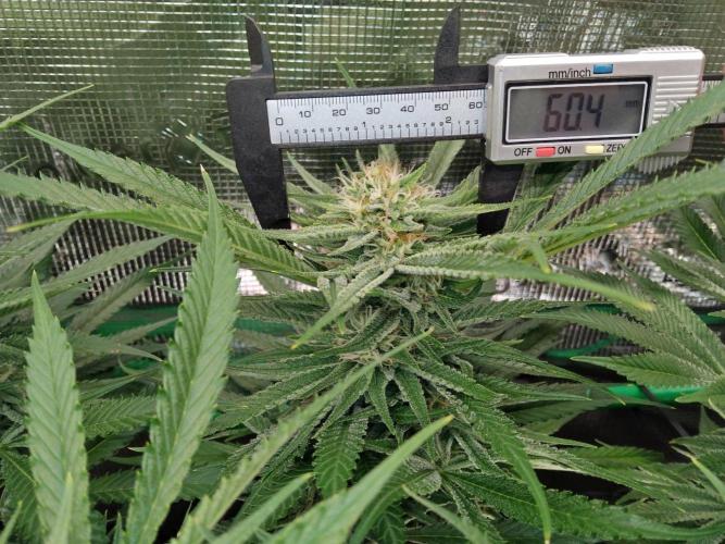 Organi-Matrix : Project "Phoenix Effect". Week 5 - Blackberry Moonrocks