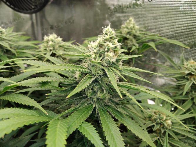 Organi-Matrix : Project "Phoenix Effect". Week 6 - Mandarin Thuggee
