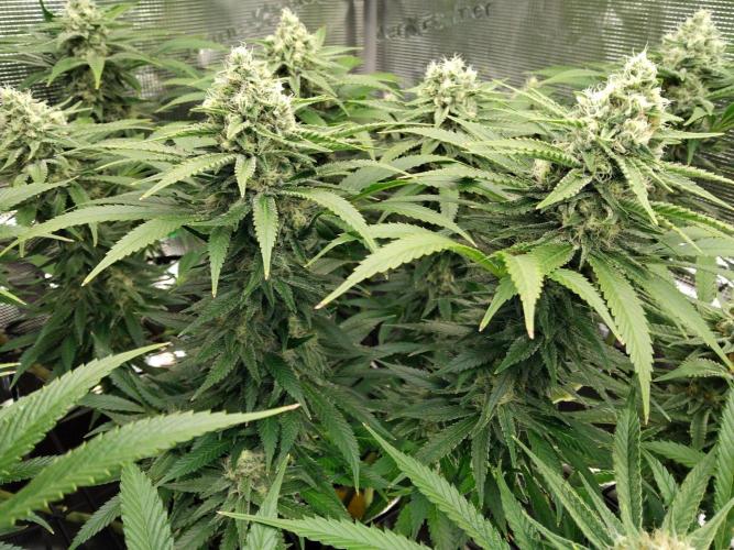 Organi-Matrix : Project "Phoenix Effect". Week 6 - Mandarin Thuggee