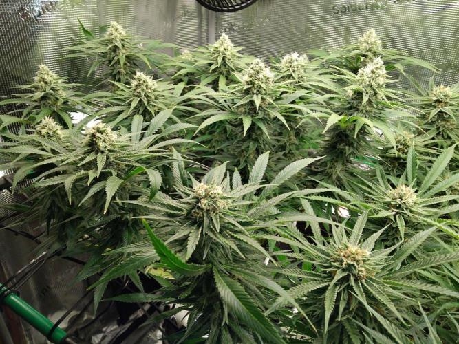 Organi-Matrix : Project "Phoenix Effect". Week 6 - Mandarin Thuggee
