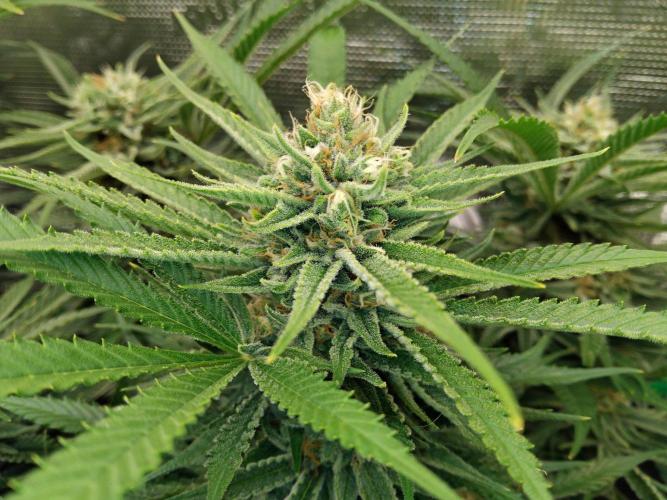 Organi-Matrix : Project "Phoenix Effect". Week 6 - Blackberry Moonrocks