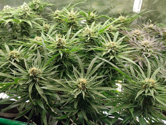 Organi-Matrix : Project "Phoenix Effect". Week 6 - Blackberry Moonrocks