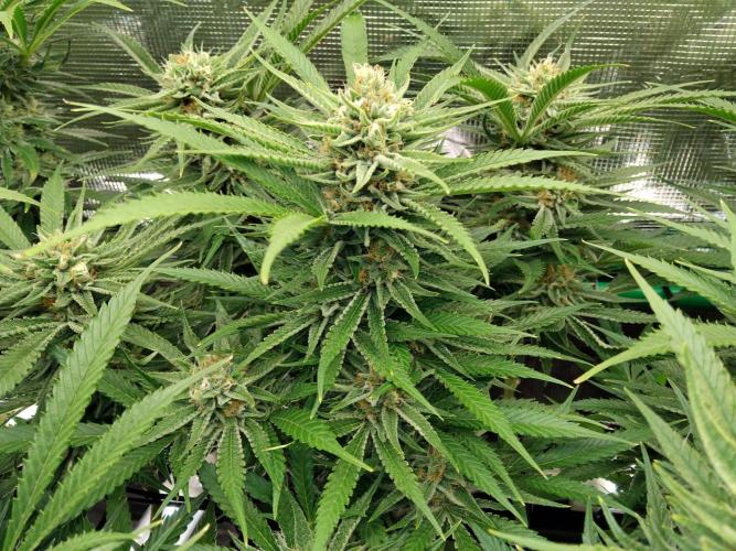 Organi-Matrix : Project "Phoenix Effect". Week 6 - Blackberry Moonrocks