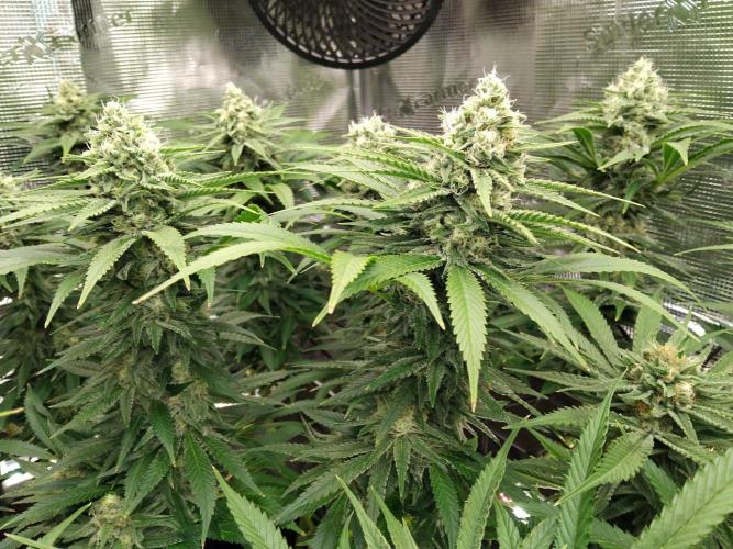 Organi-Matrix : Project "Phoenix Effect". Week 6 - Mandarin Thuggee