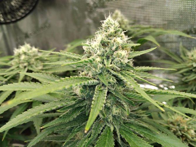 Organi-Matrix : Project "Phoenix Effect". Week 6 - Mandarin Thuggee