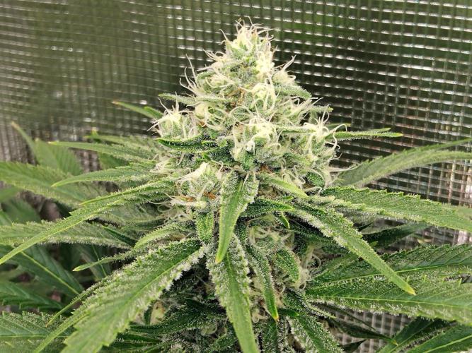 Organi-Matrix : Project "Phoenix Effect". Week 6 - Mandarin Thuggee