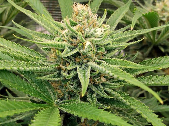 Organi-Matrix : Project "Phoenix Effect". Week 6 - Blackberry Moonrocks