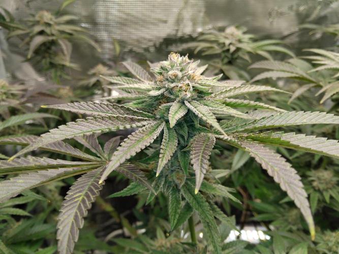Organi-Matrix : Project "Phoenix Effect". Week 6 - Apple Betty