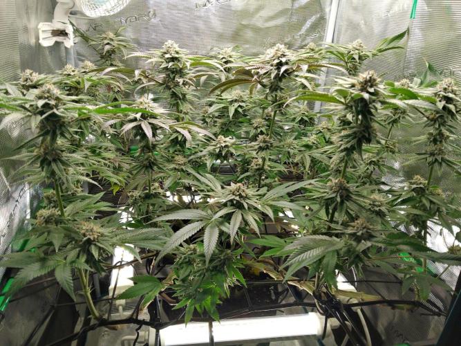 Organi-Matrix : Project "Phoenix Effect". Week 6 - Apple Betty