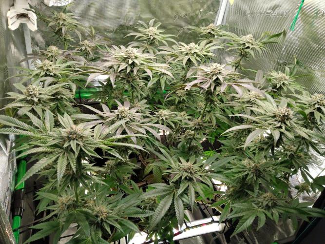 Organi-Matrix : Project "Phoenix Effect". Week 6 - Apple Betty