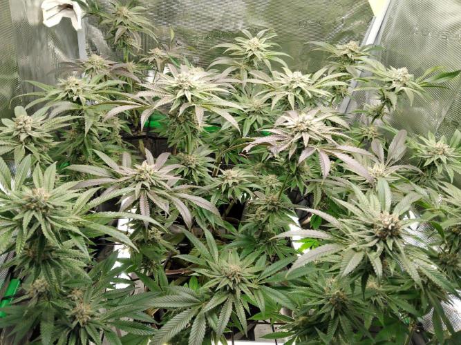 Organi-Matrix : Project "Phoenix Effect". Week 6 - Apple Betty