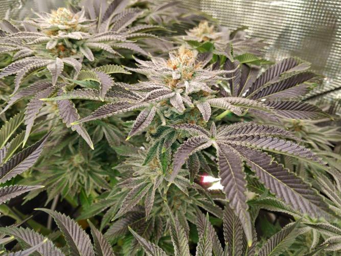 Organi-Matrix : Project "Phoenix Effect". Week 6 - Orange Cream Pop