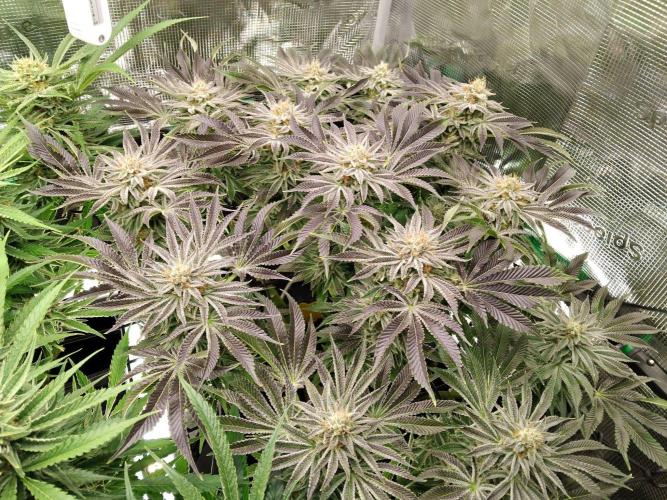 Organi-Matrix : Project "Phoenix Effect". Week 6 - Orange Cream Pop