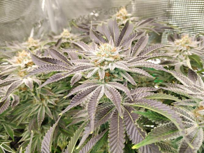 Organi-Matrix : Project "Phoenix Effect". Week 6 - Orange Cream Pop