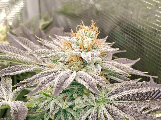 Organi-Matrix : Project "Phoenix Effect". Week 6 - Orange Cream Pop