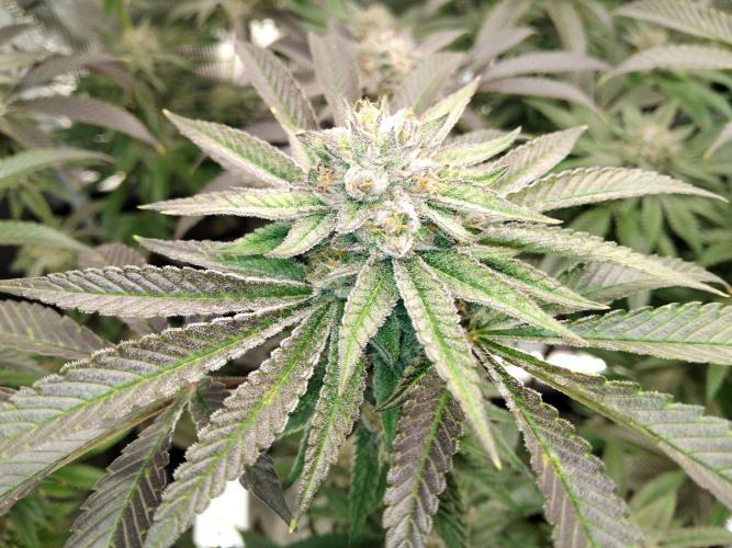Organi-Matrix : Project "Phoenix Effect". Week 6 - Apple Betty