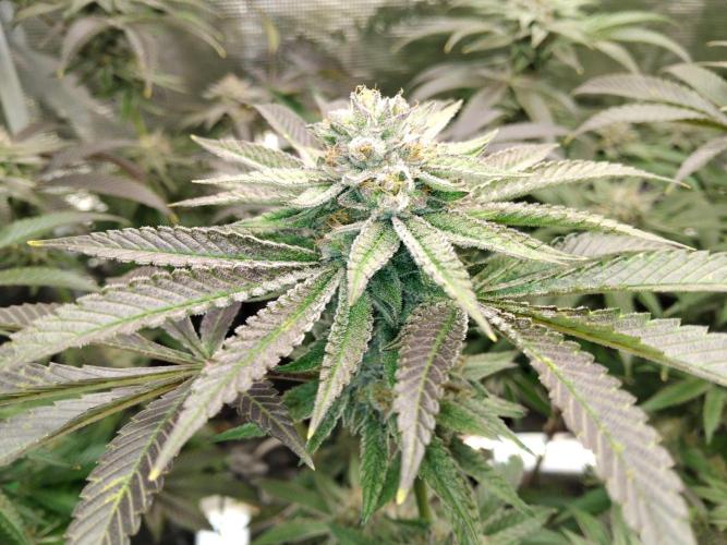 Organi-Matrix : Project "Phoenix Effect". Week 6 - Apple Betty