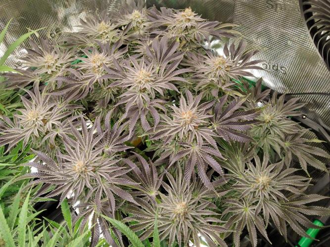 Organi-Matrix : Project "Phoenix Effect". Week 6 - Orange Cream Pop